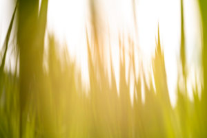 Schilf und Gras mit Kamerabewegung verwischt als Hintergrundbild Schilf und Gras mit Kamerabewegung verwischt als Hintergrundbild